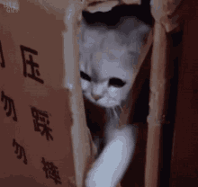 Close Door Cat GIF - Close Door Cat Kitty GIFs