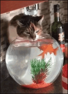 Cat Drinking GIF - Cat Drinking Fish Bowl GIFs