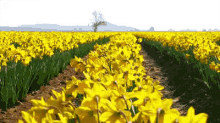 Daffodil GIF - Daffodil Flower Field GIFs