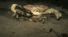 little crabs