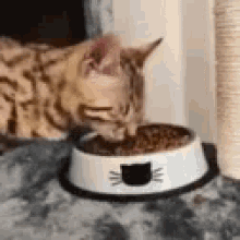 Hungry Cat GIF - Hungry Cat Food GIFs
