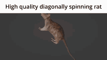 rat spinning