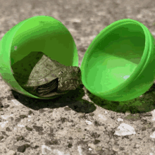 Easter Turtle GIF - Easter Turtle River Cooter GIFs