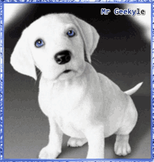 Mrgeekyle Dog GIF - Mrgeekyle Dog Stare GIFs