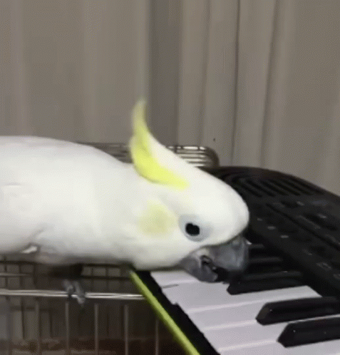 piano-bird.gif