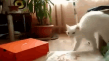 Cat Knows How To Make An Exit GIF - Lolcat Funny Compilation GIFs