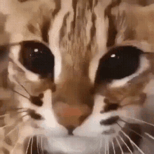Bwah Cat GIF - Bwah Cat Zoil GIFs