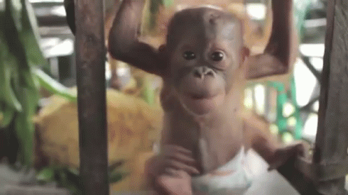 This Little Guy Is Just Too Cute Gif Babyape Cute Monkey Discover Share Gifs
