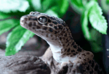 Gecko Breathing GIF - Gecko Breathing Alive GIFs