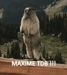 maxime tdb marmot screaming shout