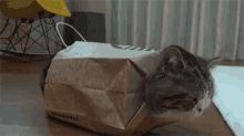 stuck bag cat kitten stuck bag cat kitten