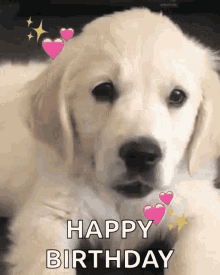 Happy Birthday Puppy GIF - Happy Birthday Puppy Celebrate GIFs