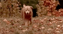 Homeward Bound Dog GIF - Homeward Bound Dog GIFs