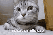 This Cat Smells Cap GIF - This Cat Smells Cap Cap GIFs