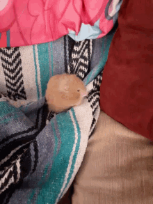 Animal Cute GIF - Animal Cute Hamster GIFs