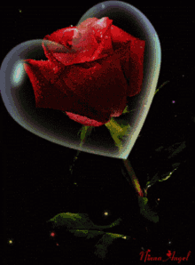 Love You Red Rose GIF - Love You Red Rose GIFs