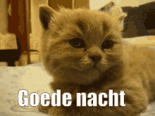 Welterus GIF - Cat Goede Nacht Goede GIFs