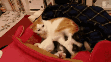 amazing cat fighting kick annoyed amazing cat fighting kick annoyed