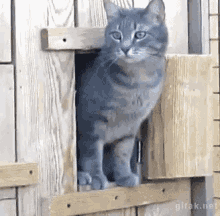 Kucing Kepo GIF - Kucing Kepo Cat GIFs