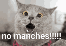 Gato No Manches GIF - Gato No Manches Cat GIFs