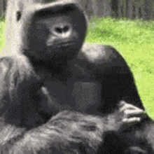 Harambe Gorilla GIF - Harambe Gorilla Clap GIFs