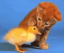 Gary Tay Kitten GIF - Gary Tay Kitten Duckling GIFs
