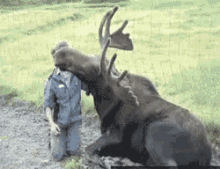 funny animals moose bull canada