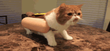 Hot Dog Cat GIF - Hot Dog Cat Lol GIFs