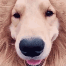 Dog Dog Lion GIF - Dog Dog Lion Happy Dog GIFs