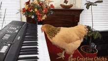 Two Creative Chicks Funny Animals GIF - Two Creative Chicks Funny Animals Chicken GIFs