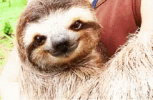 Happy Sloth Smile GIF - Happy Sloth Smile Smiling Animals GIFs