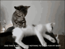 Massage Cat GIF - Massage Cat Kittens GIFs