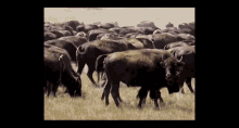Tatanka Bison GIF - Tatanka Bison Buffalo GIFs