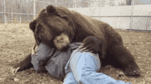 Bear Cuddles GIF - Bear Cuddles Hugs GIFs