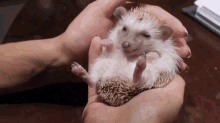 hedgehog cute eat hungry pet