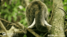 Woolly Mammoth GIF - Woolly Mammoth Wool GIFs