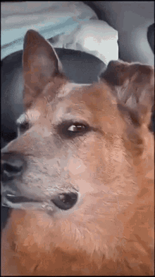 Scared Dog GIF - Scared Dog Car GIFs