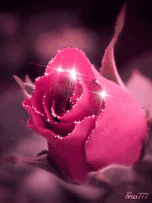 Rose Glitter57 Love Rose57 GIF - Rose Glitter57 Love Rose57 Beauty Rose57 GIFs
