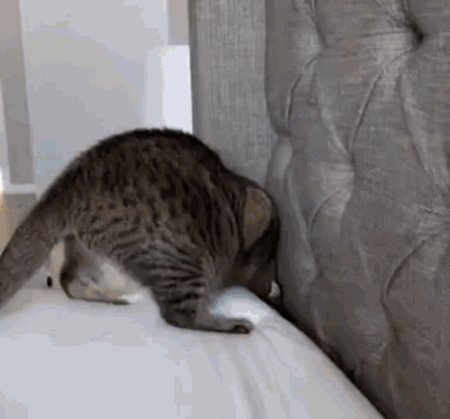 Cat Liquid GIF - Cat Liquid Disappear - Descubre & Comparte GIFs