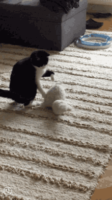Karate Cat Jumping Cat GIF - Karate Cat Jumping Cat Happy Cat GIFs