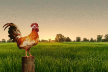 Gallo Rooster GIF - Gallo Rooster Cockerel GIFs