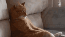 cat chilling