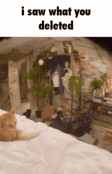 Deleted Cat GIF - Deleted Cat Unsent GIFs