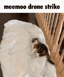cat calico cat funny cat gif meemoo drone strike