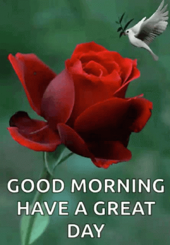 Good Morning Have A Great Day GIF - Good Morning Have A Great Day Dove -  Descubre & Comparte GIFs