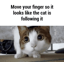 Cat Move GIF - Cat Move Follow GIFs