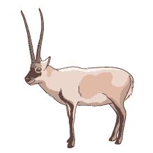 antelope antelope