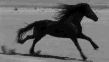 Black Horse Running GIF - Black Horse Horse Running GIFs