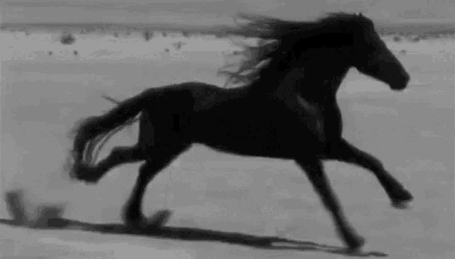 https://c.tenor.com/c1fql_WyCpgAAAAd/black-horse-horse.gif