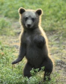 Bear Cub Dance GIF - Bear Cub Dance Dancing GIFs